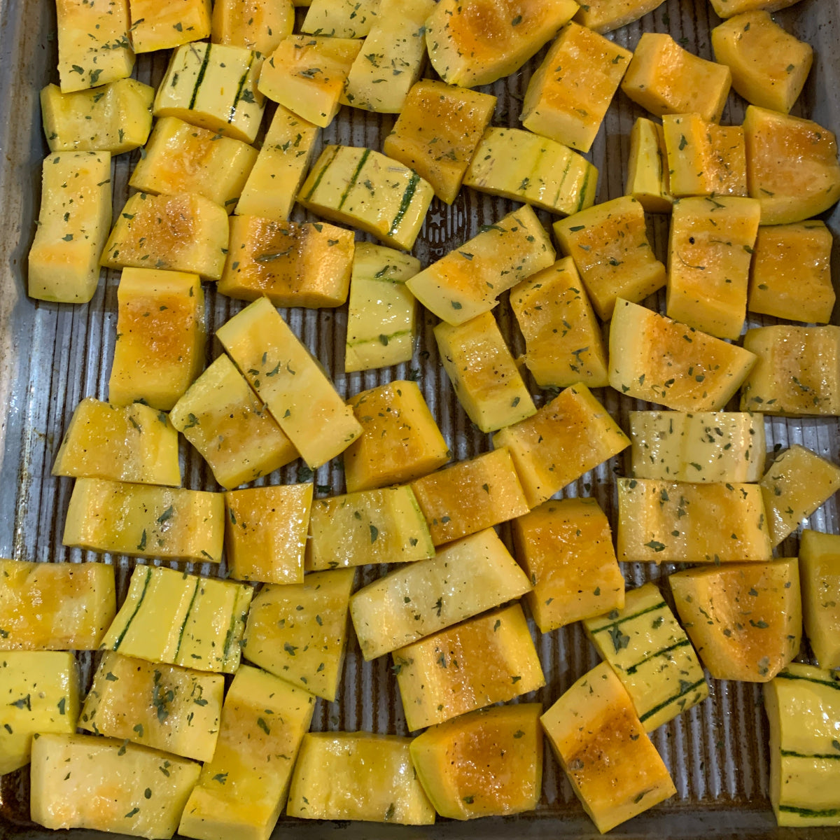 Delicata Winter Squash Garden Start