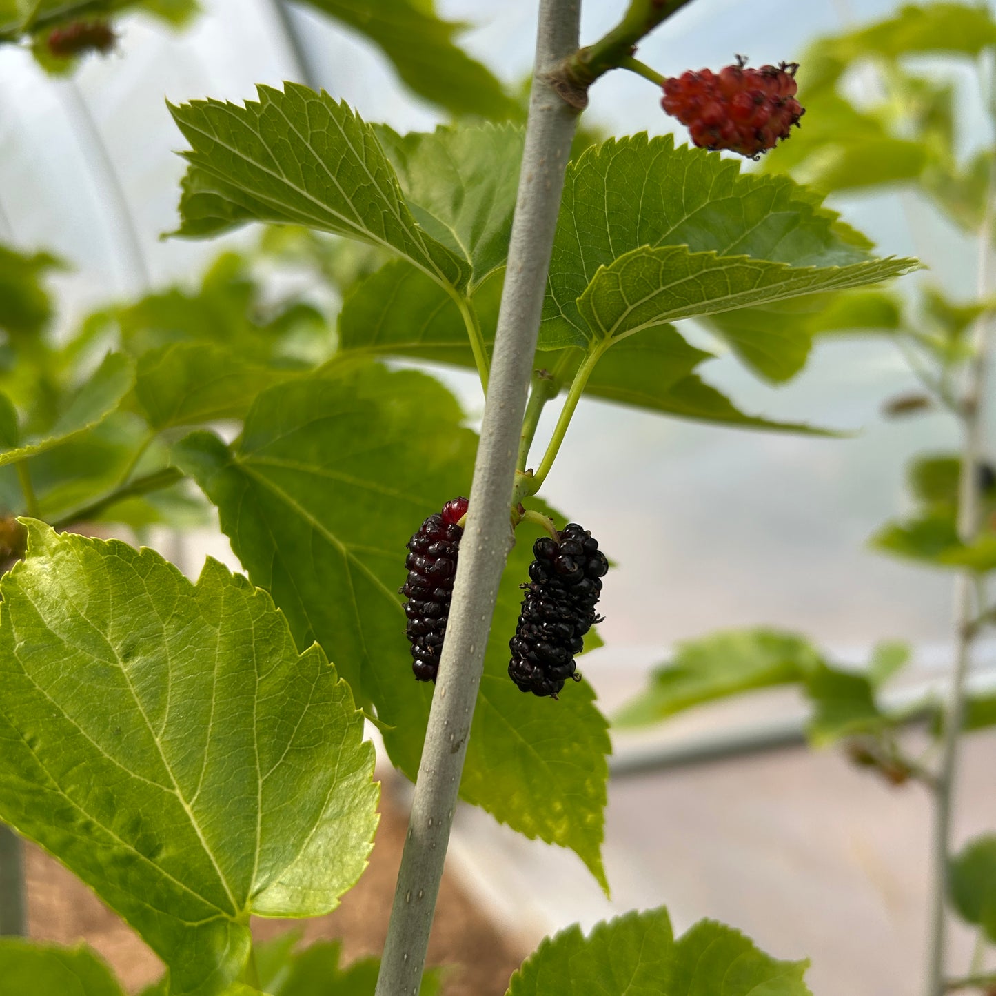 Maple Leaf Mulberry Small Tree