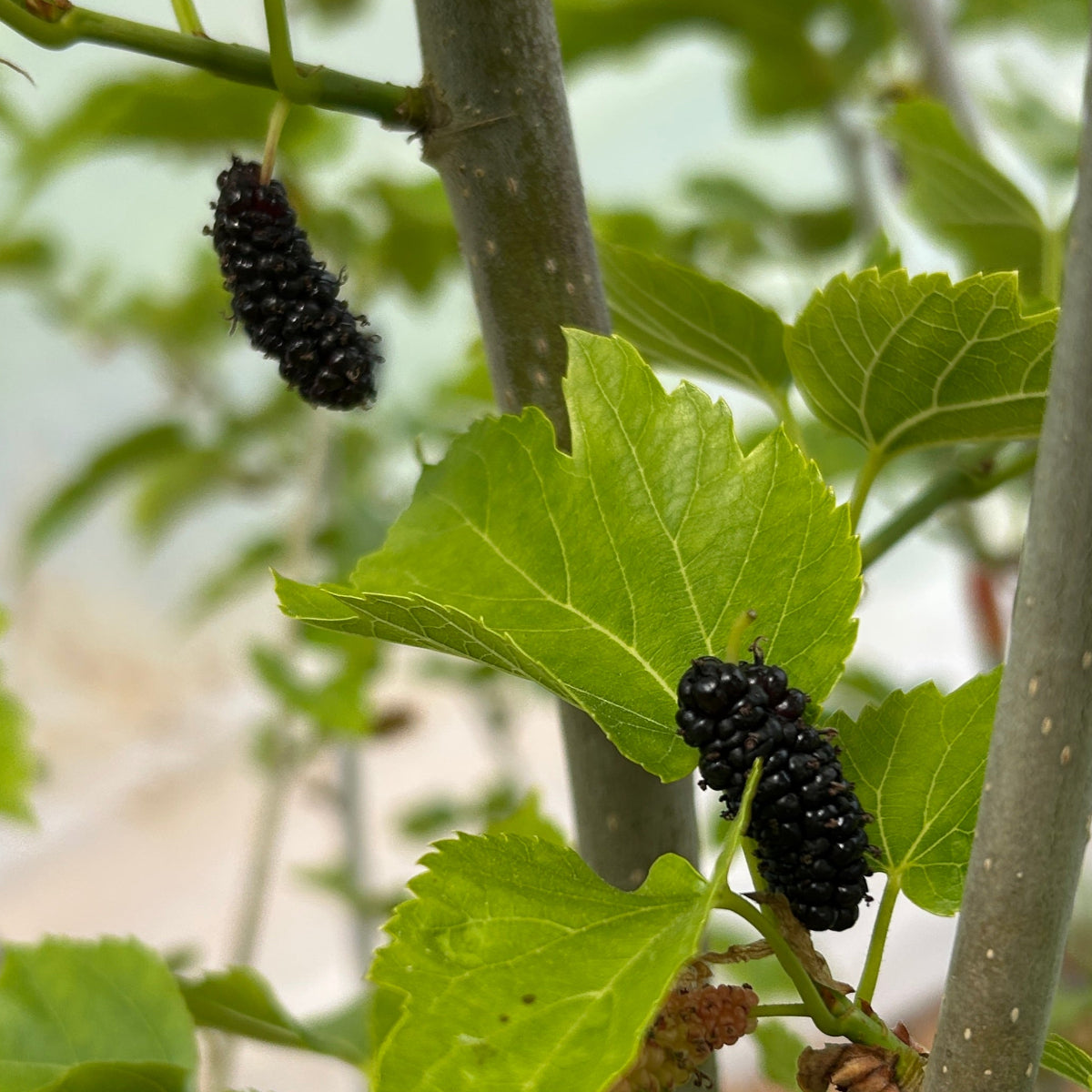 Maple Leaf Mulberry Small Tree