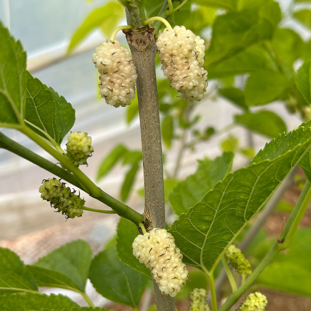 Big White Mulberry Small Tree