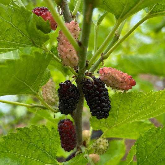 Black Prince Mulberry Small Tree