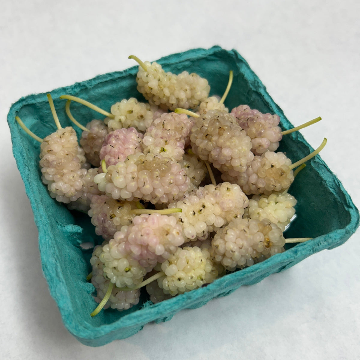 Big White Mulberry Small Tree