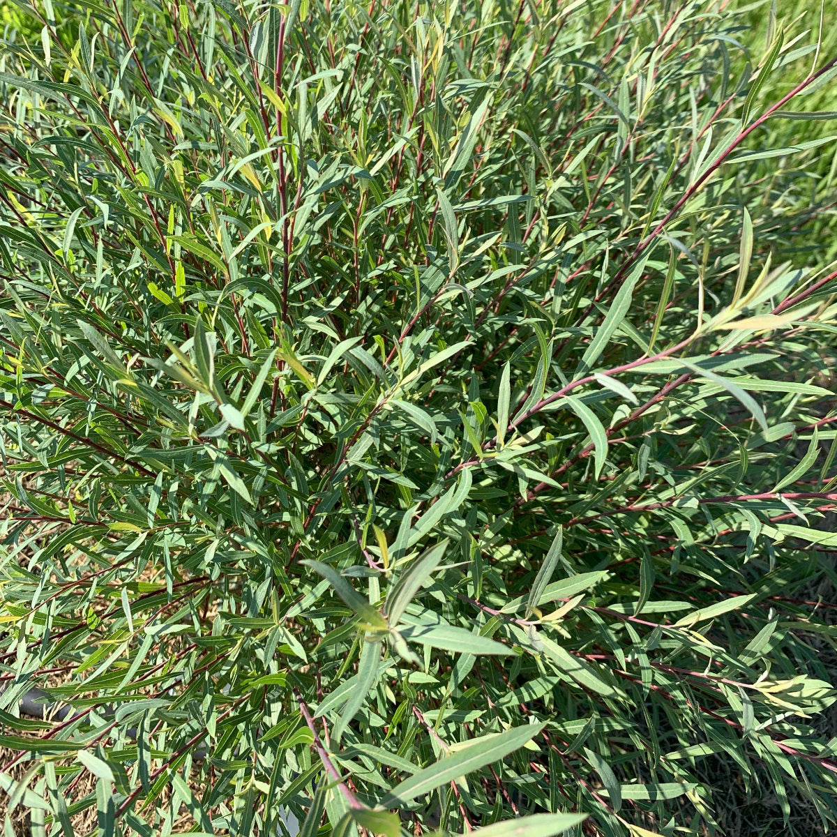 Dwarf Arctic Willow Small Tree