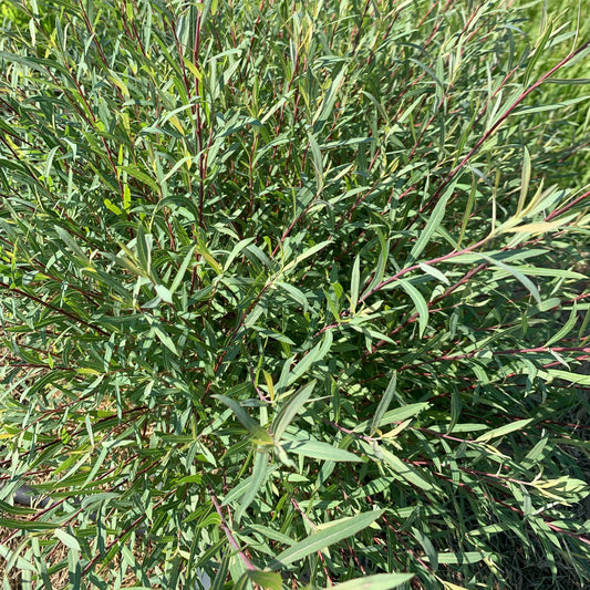 Dwarf Arctic Willow Small Tree