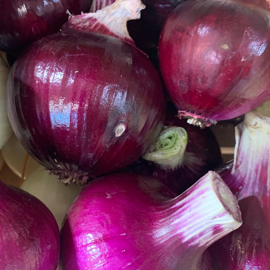 Red Mountain Storage Onion Garden Start