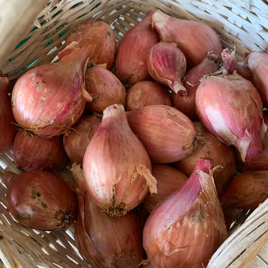 Conservor Shallot Garden Starts