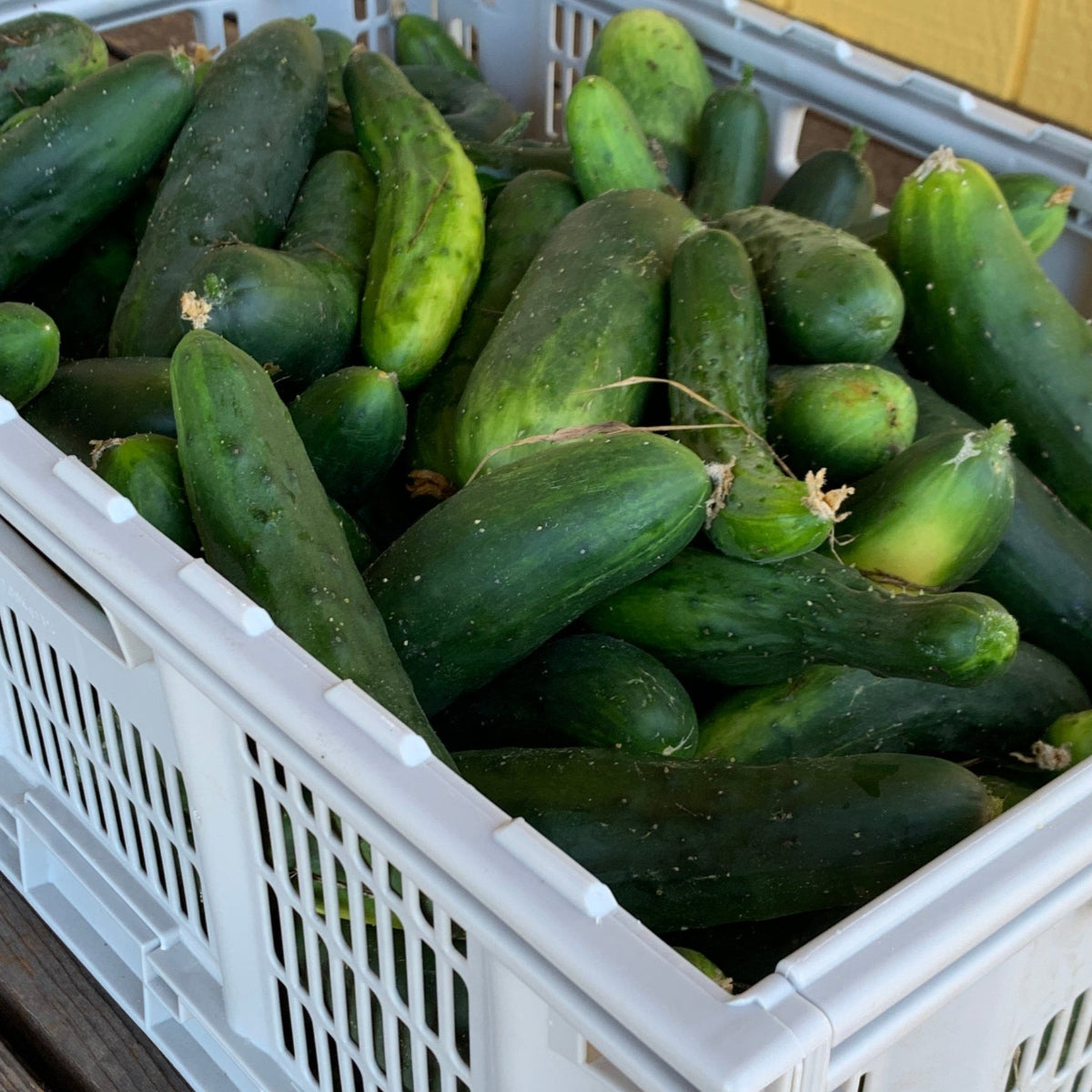 Marketmore 76 Cucumber Garden Start