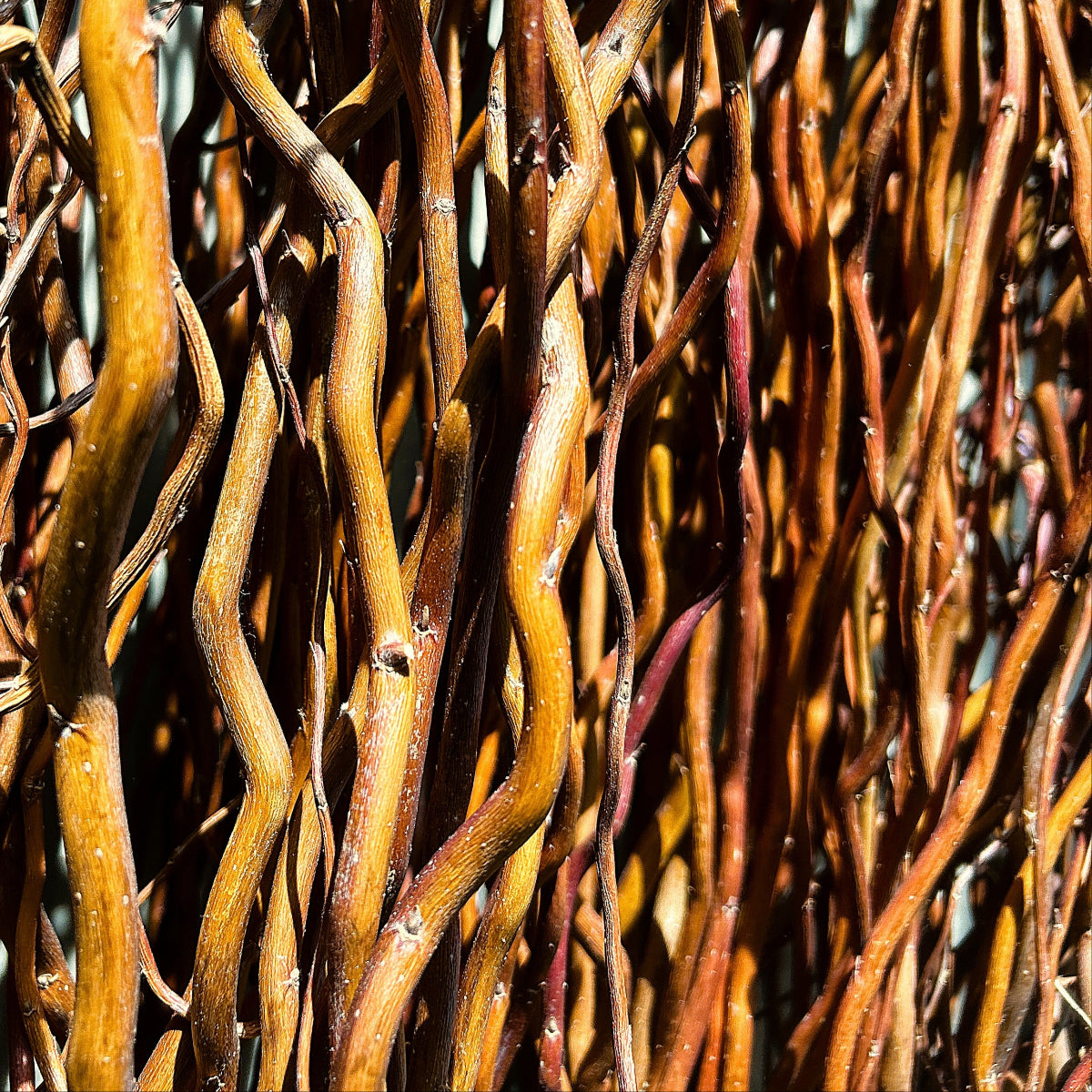 Sunny Twist Willow Small Tree