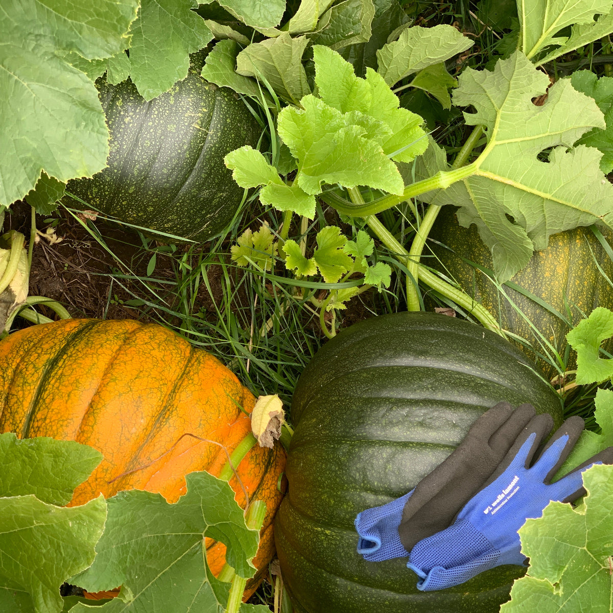 Howden Pumpkin Garden Start