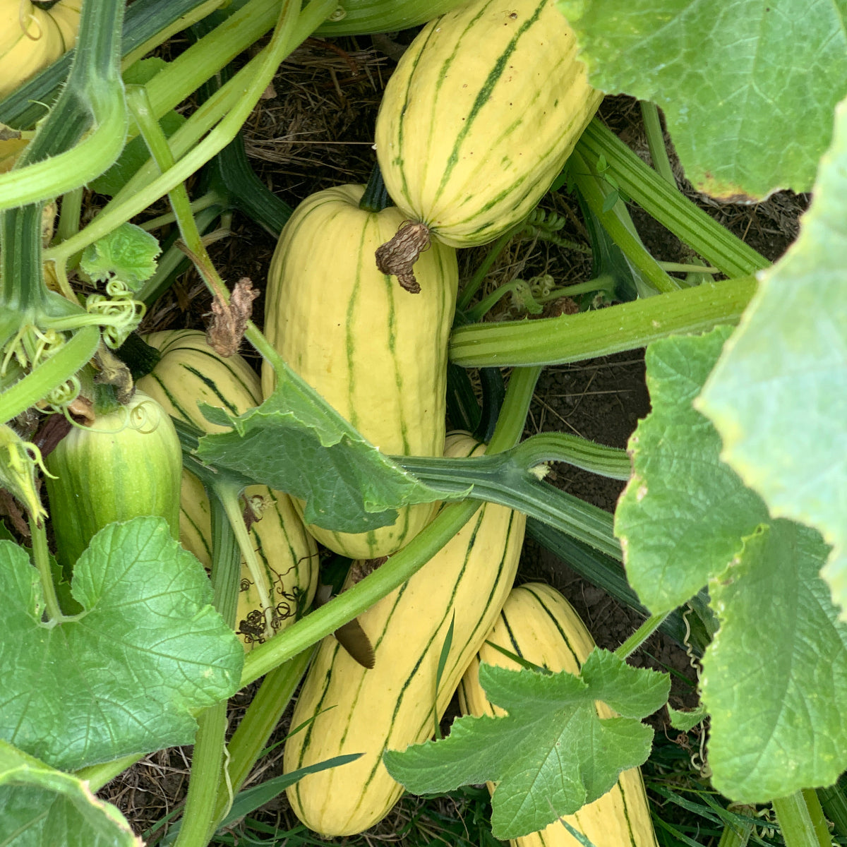 Delicata Winter Squash Garden Start