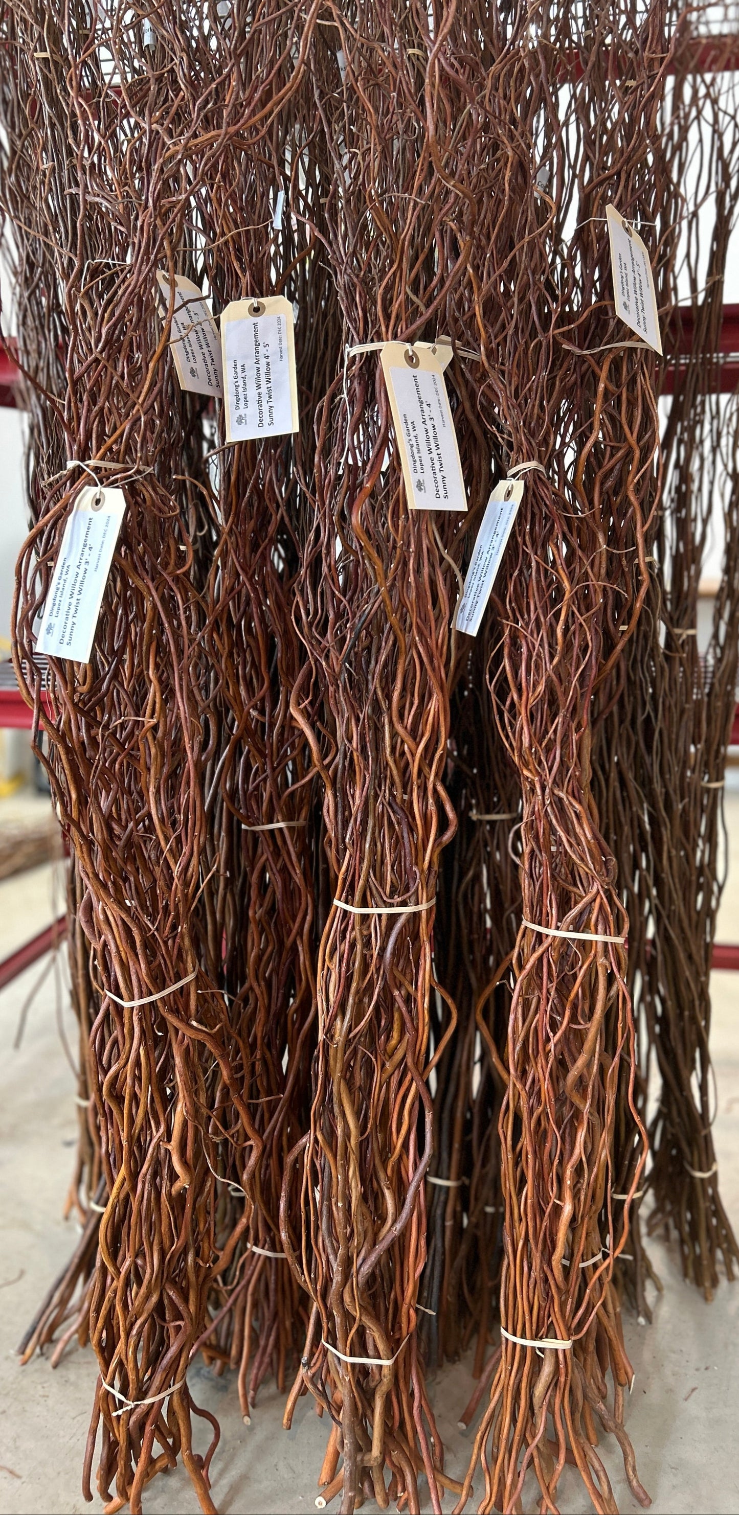 Sunny Twist Willow Small Tree