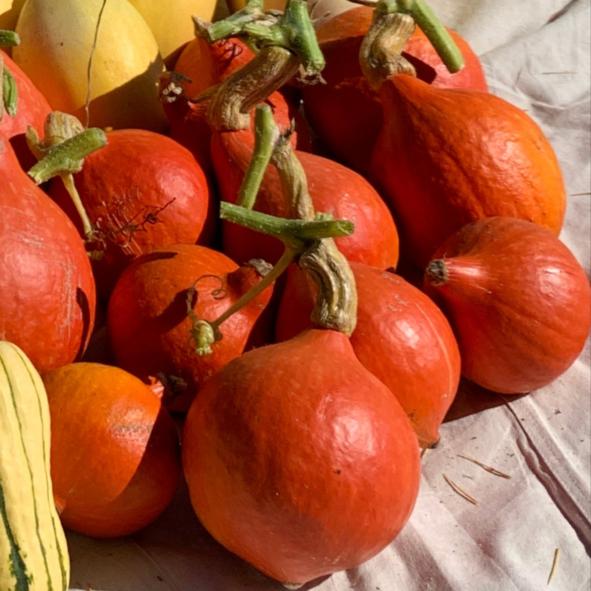 Red Kuri Kabocha Winter Squash Garden Start