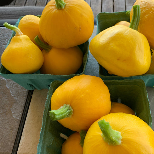 Sunburst Patty Pan Summer Squash Garden Start