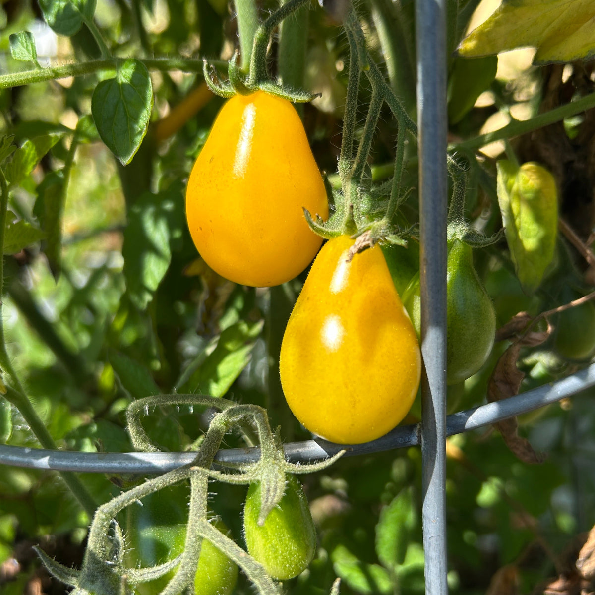 Yellow Pear Cherry Tomato