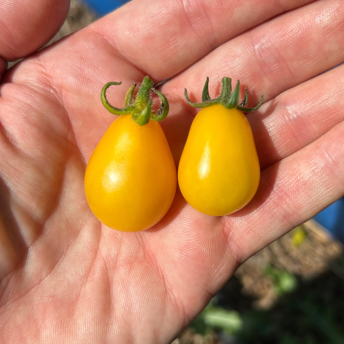 Yellow Pear Cherry Tomato