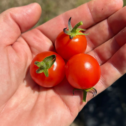 Sweet Million Cherry Tomato