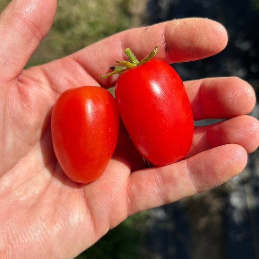 Juliet Cherry Tomato