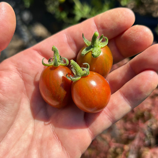 Chocolate Sprinkles Cherry Tomato