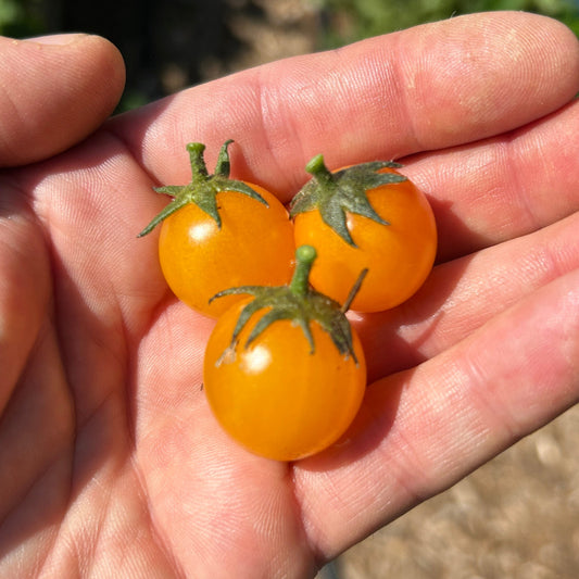 Sungold Cherry Tomato