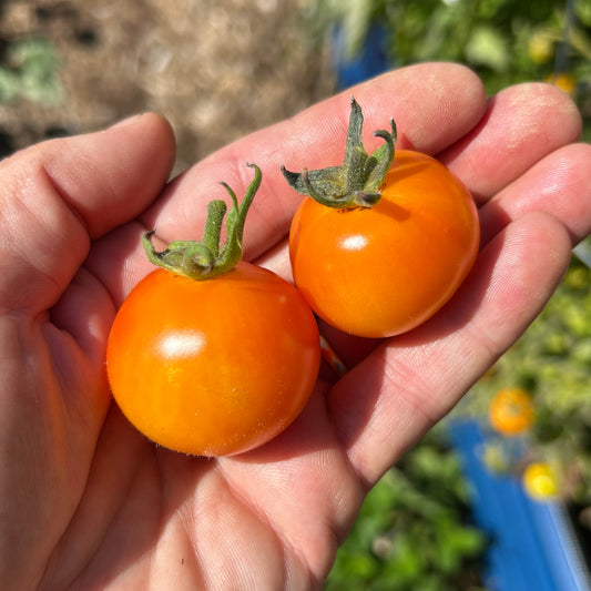 Amber Tomato Garden Start