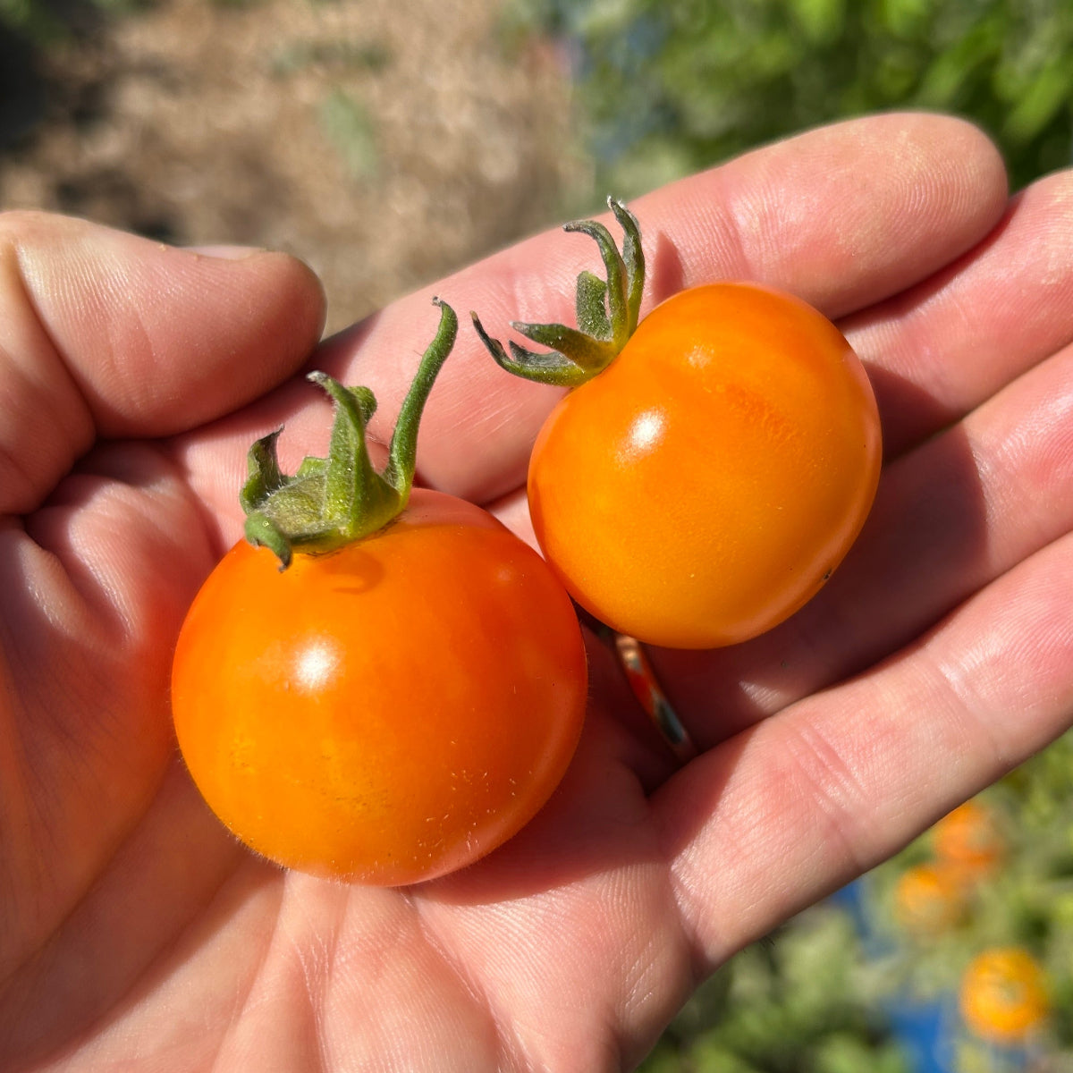 Amber Tomato Garden Start