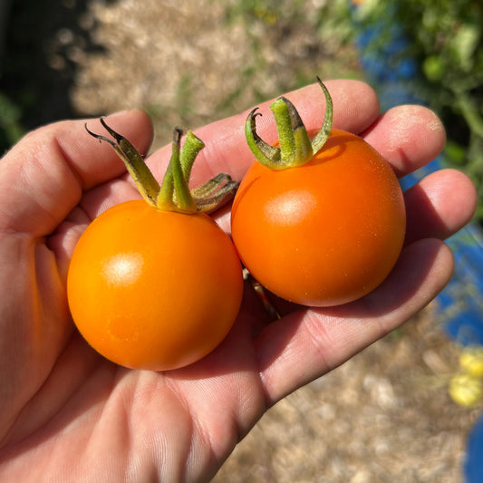 Jaune Flamme Tomato Garden Start