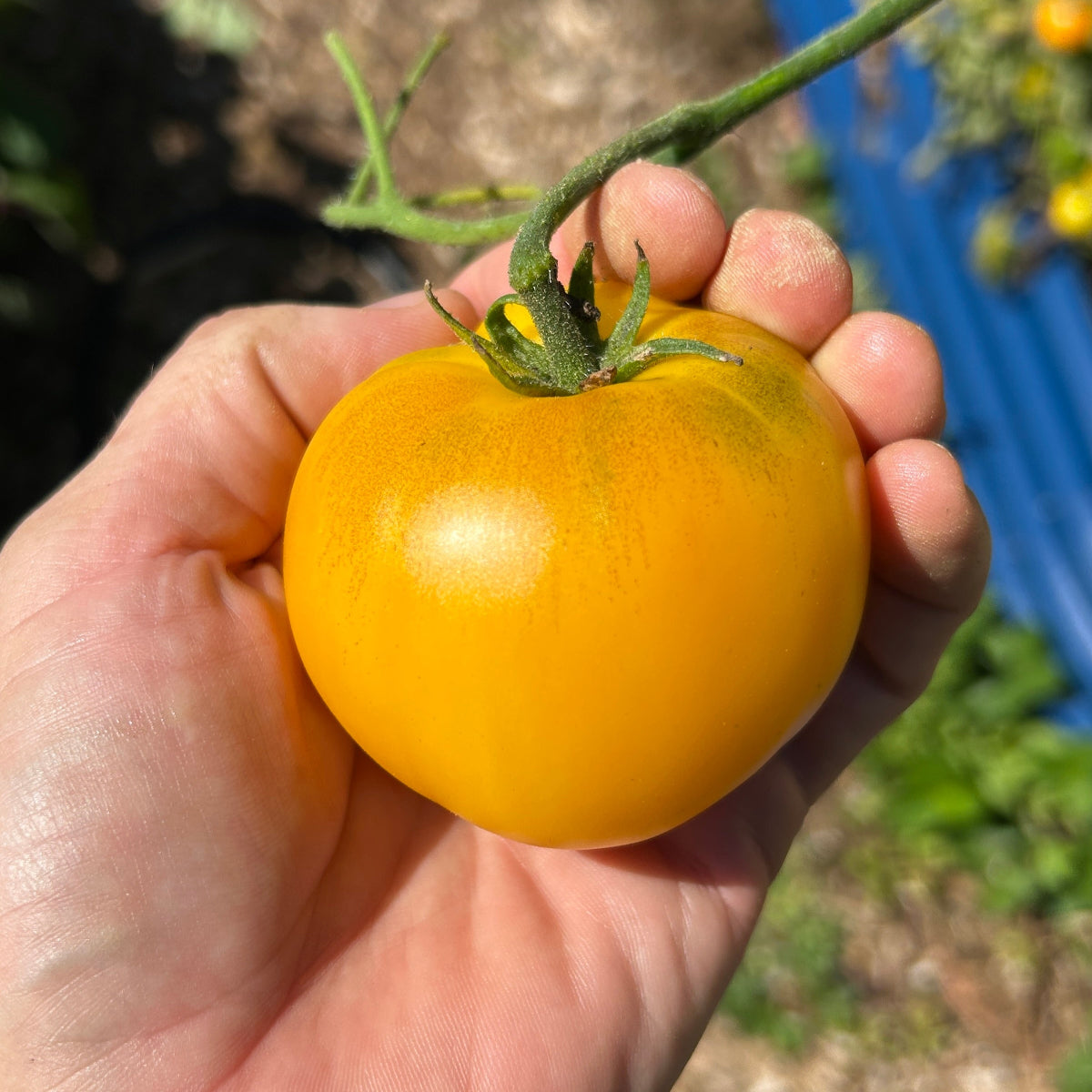 Azoychka Tomato Garden Start