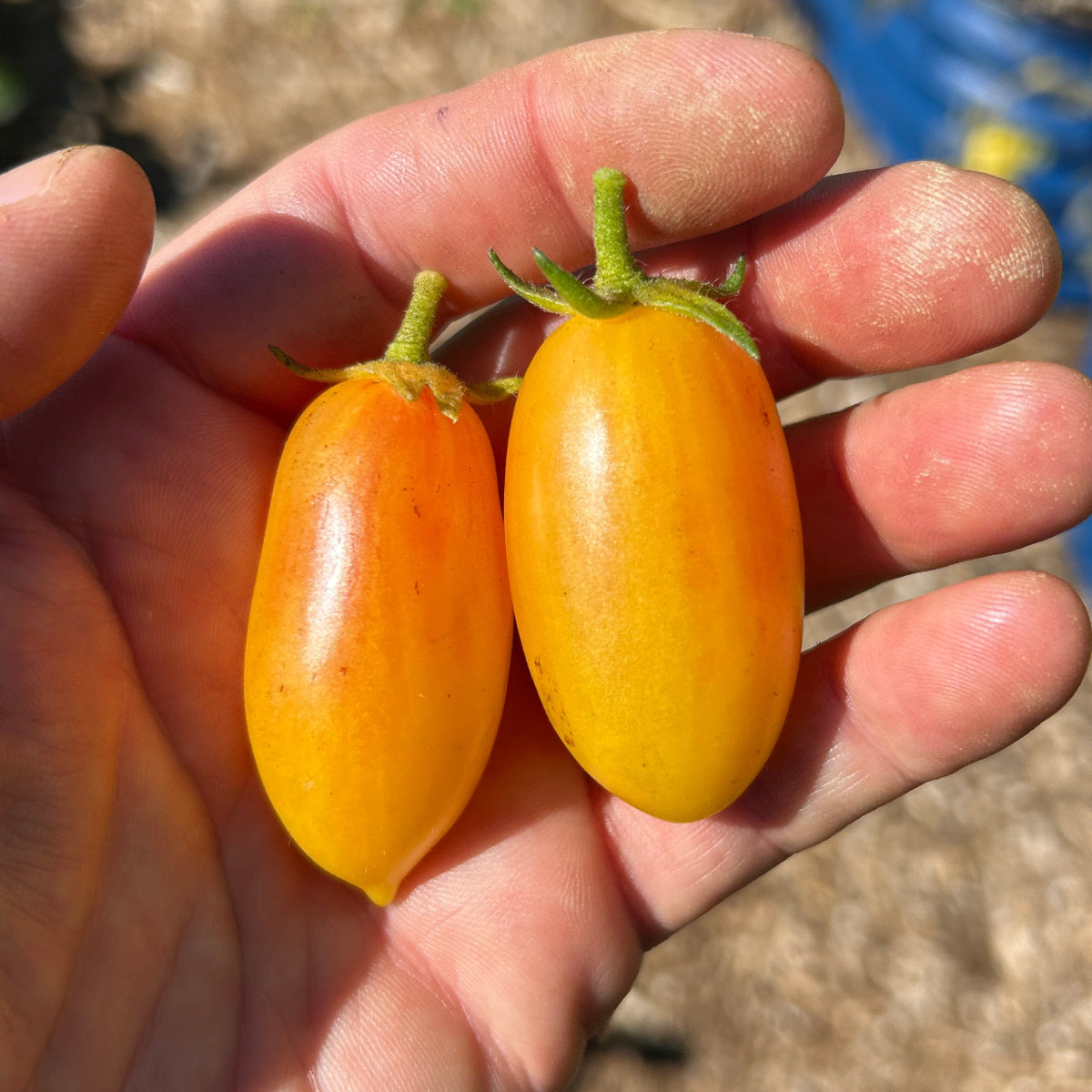 Blush Tomato Garden Start