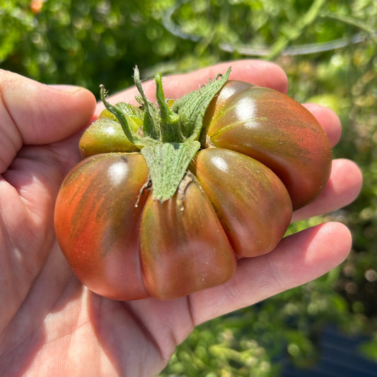 Cherokee Purple Tomato Garden Start