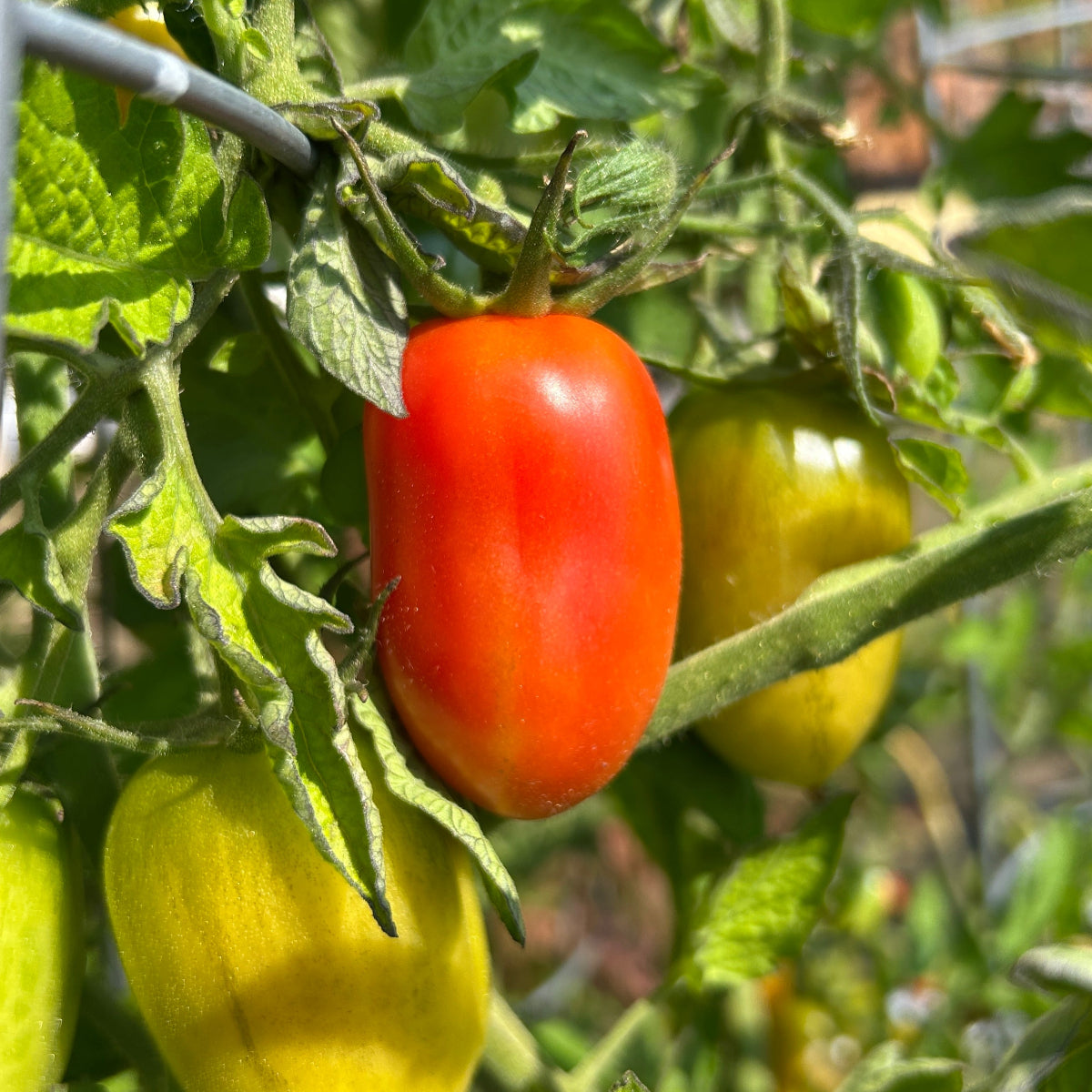 San Marzano Tomato Garden Start
