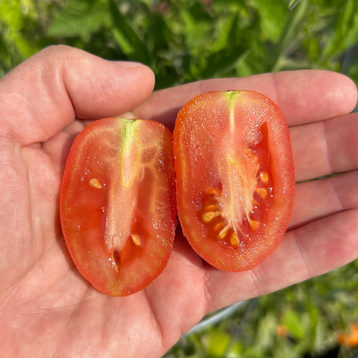 San Marzano Tomato Garden Start