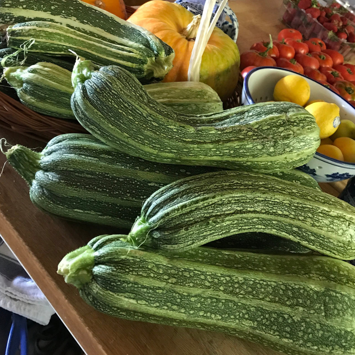 Italian Ribbed Zucchini Summer Squash Garden Start