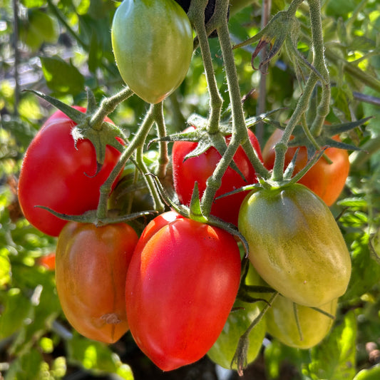 San Marzano Tomato Garden Start