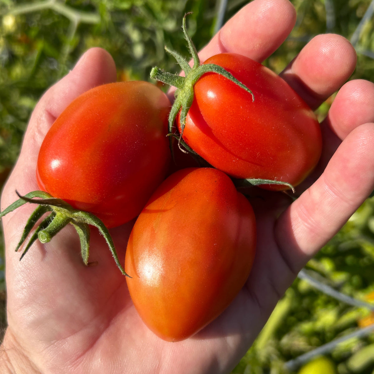 San Marzano Tomato Garden Start