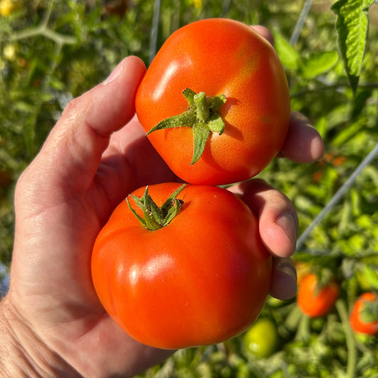 Siletz Tomato Garden Start