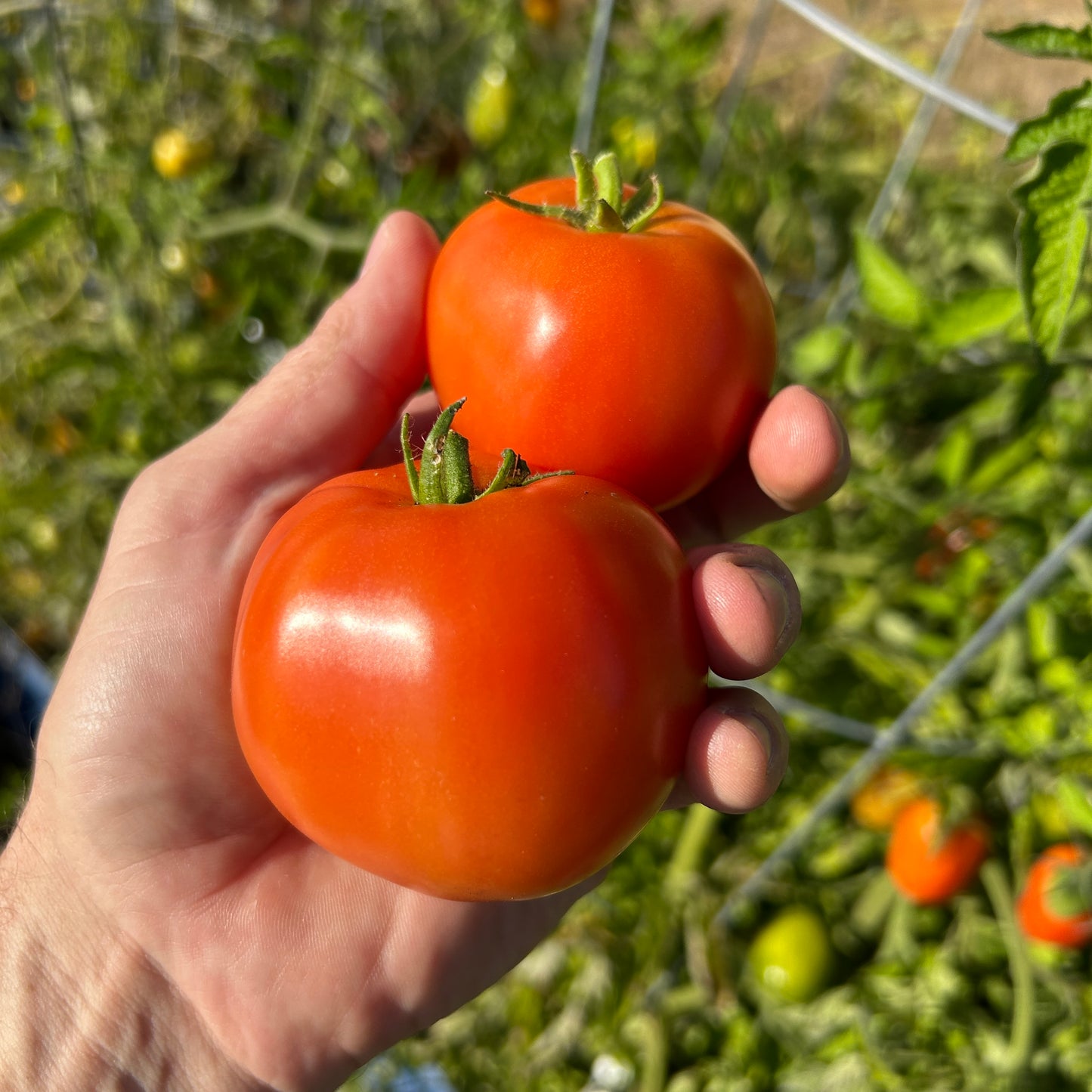 Siletz Tomato Garden Start