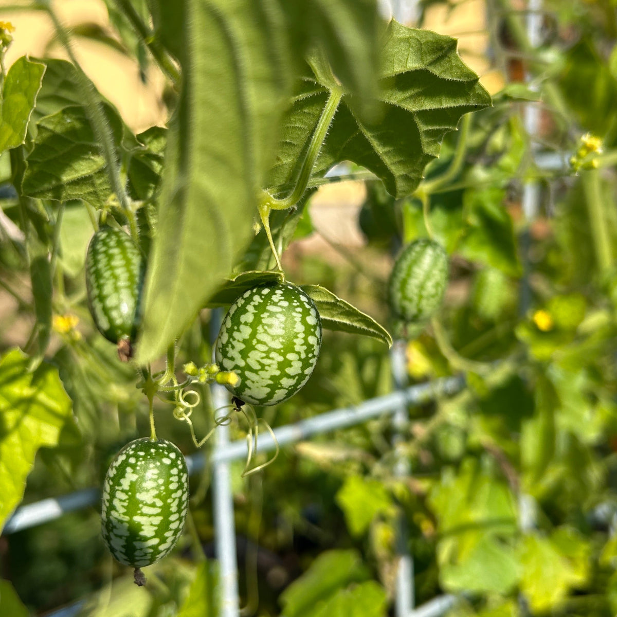 Mexican Sour Gherkin | Cucamelon Garden Start