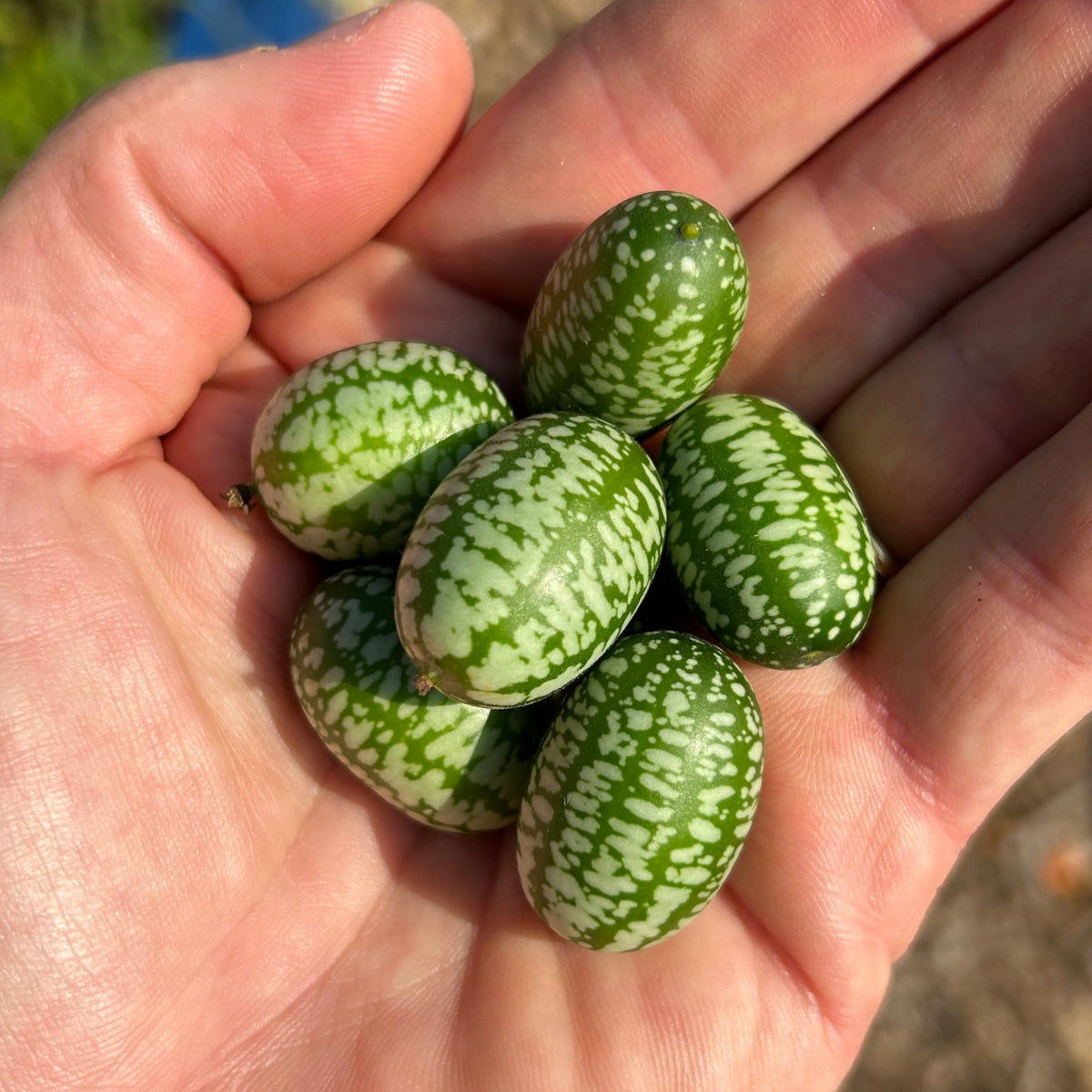 Mexican Sour Gherkin | Cucamelon Garden Start