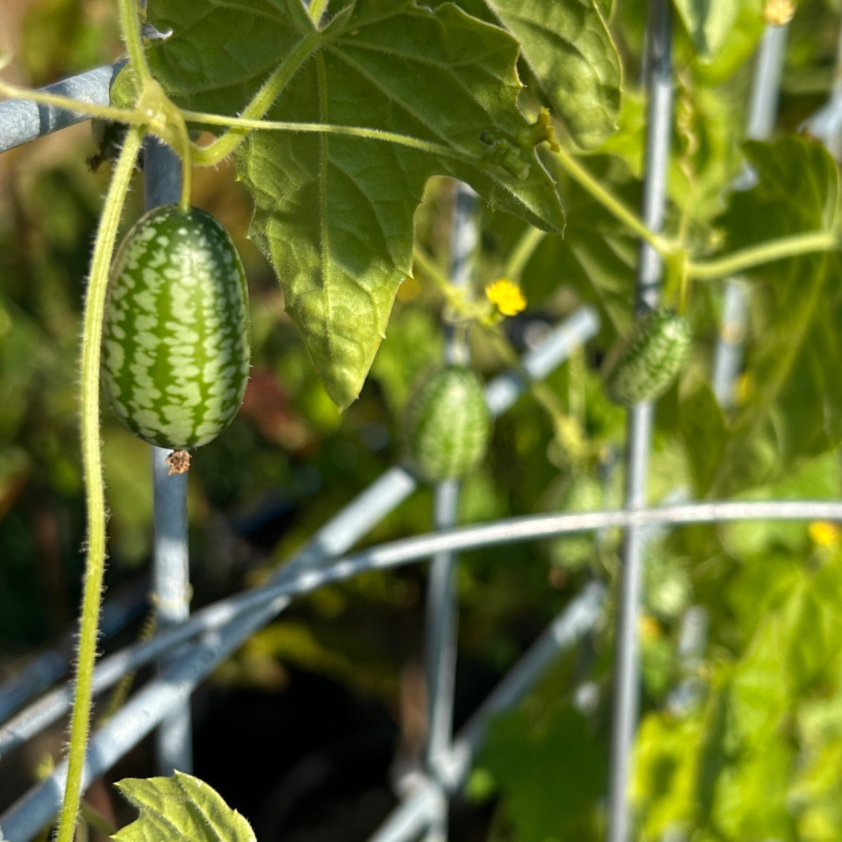 Mexican Sour Gherkin | Cucamelon Garden Start