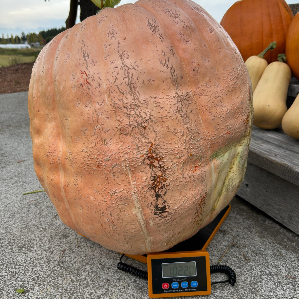 Atlantic Giant Pumpkin Garden Start