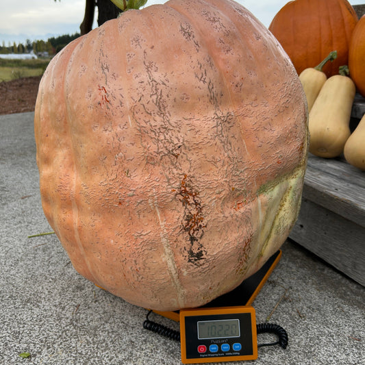 Atlantic Giant Pumpkin Garden Start