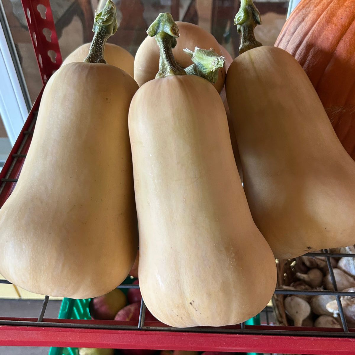 Waltham Butternut Winter Squash Garden Start