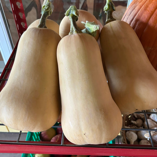 Waltham Butternut Winter Squash Garden Start