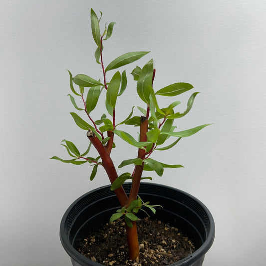 Scarlet Curls Willow Small Tree