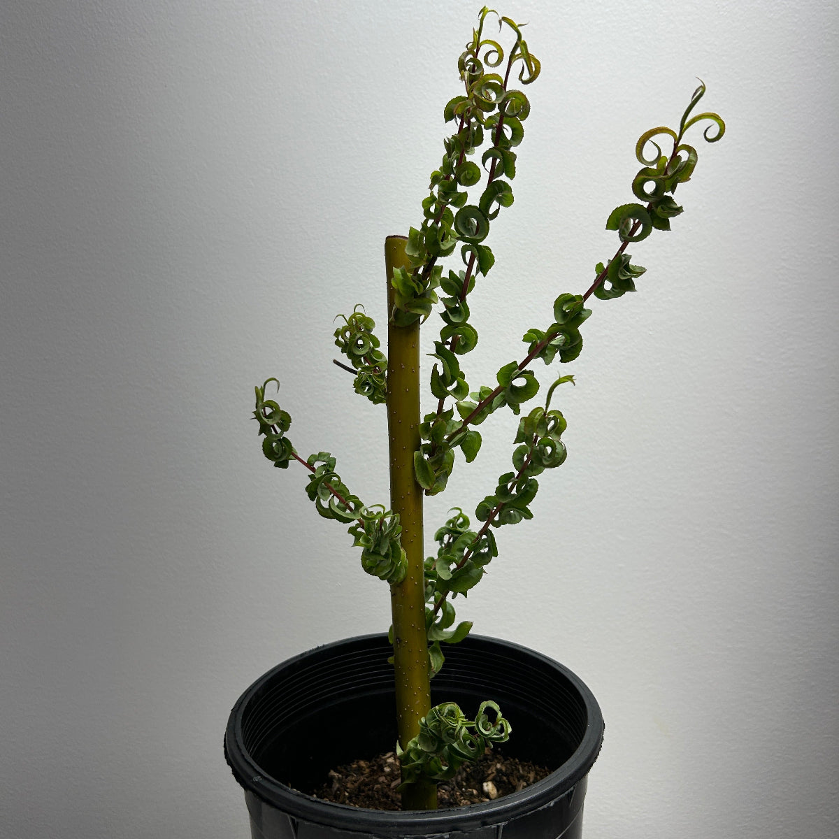 Ramshorn Willow Small Tree