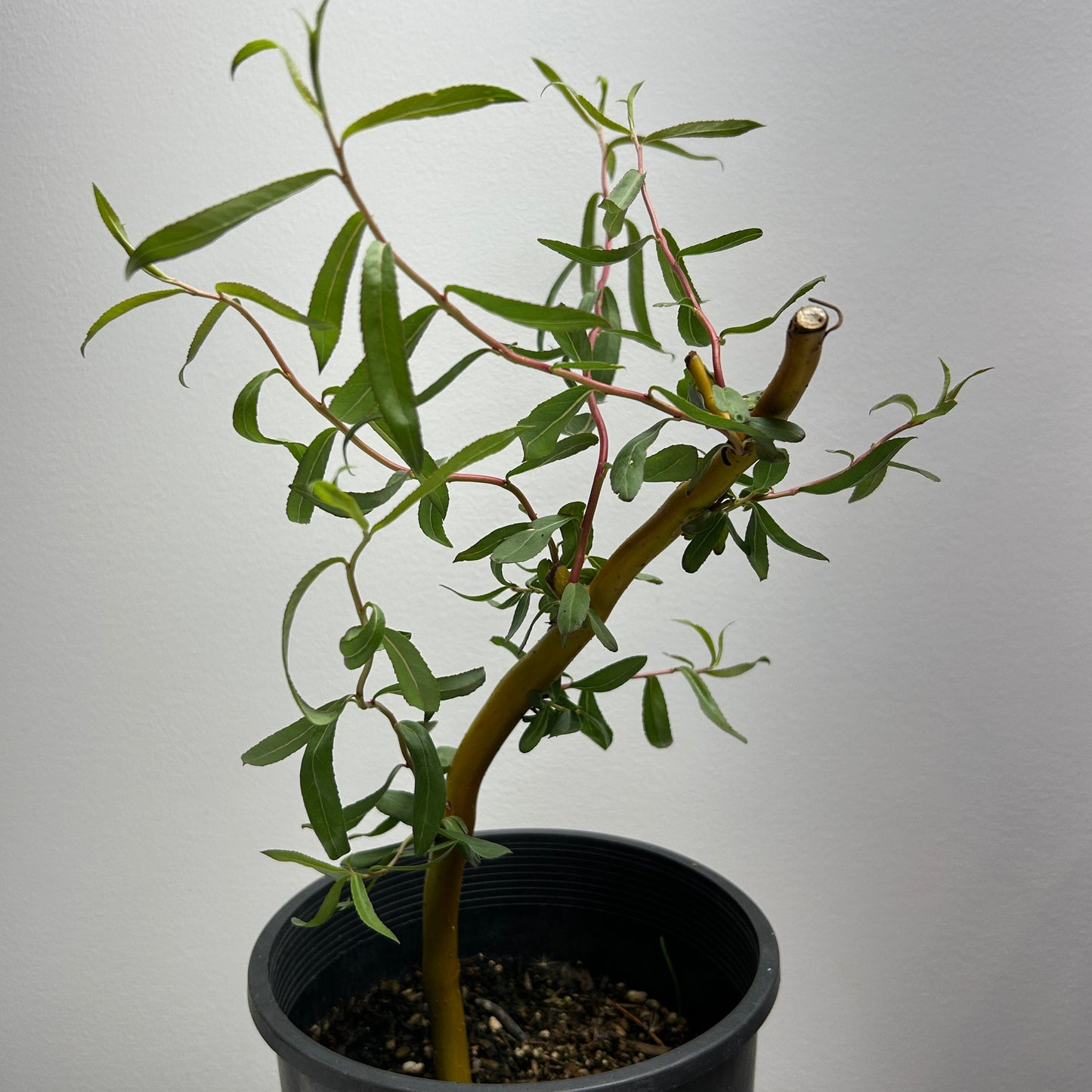 Sunny Twist Willow Small Tree