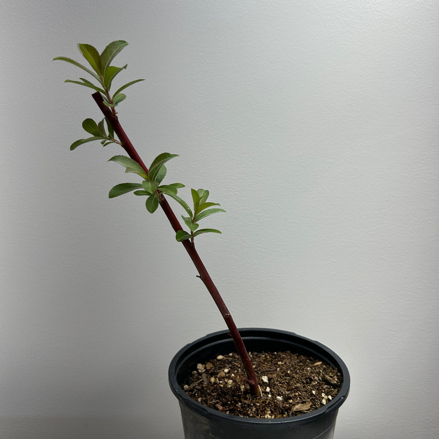 Mount Aso Willow Small Tree