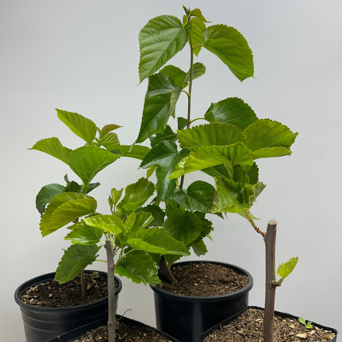 Maple Leaf Mulberry Small Tree