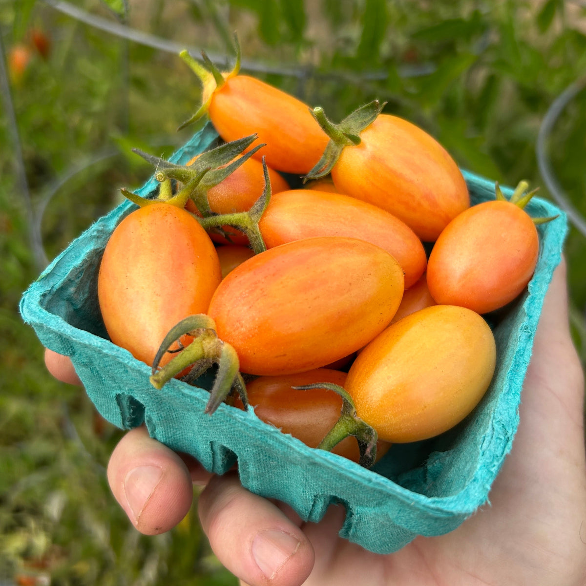 Blush Tomato Garden Start