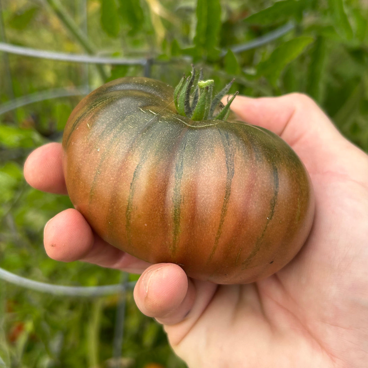Cherokee Purple Tomato Garden Start